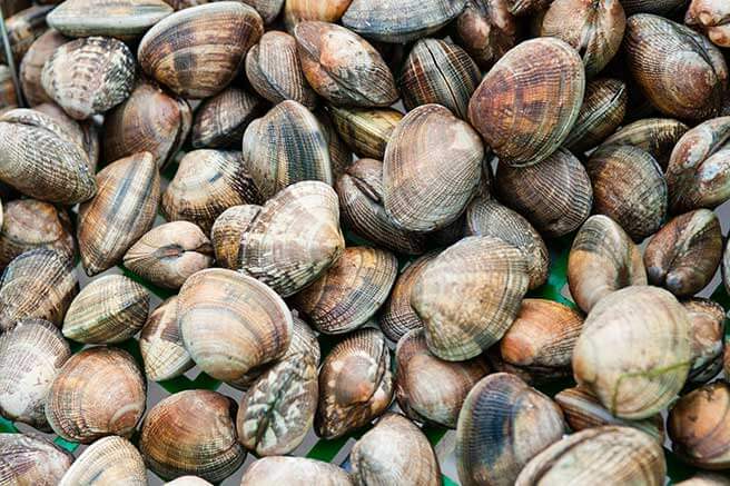 coquillage bretagne